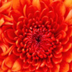 Meet your Posher, Nia